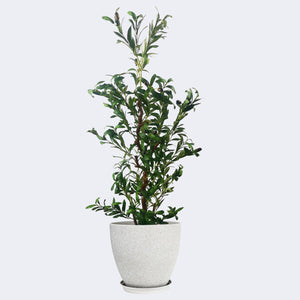 
                  
                    Load image into Gallery viewer, Combo Artificial Potted Plant + Decorative Flower Pots Royal Shade 
                  
                