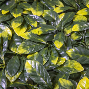 
                  
                    Load image into Gallery viewer, Yellow Tip Osmanthus Leaves (12-Pack) - ColourTree
                  
                