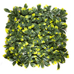 Yellow Tip Osmanthus Leaves (12-Pack) - ColourTree