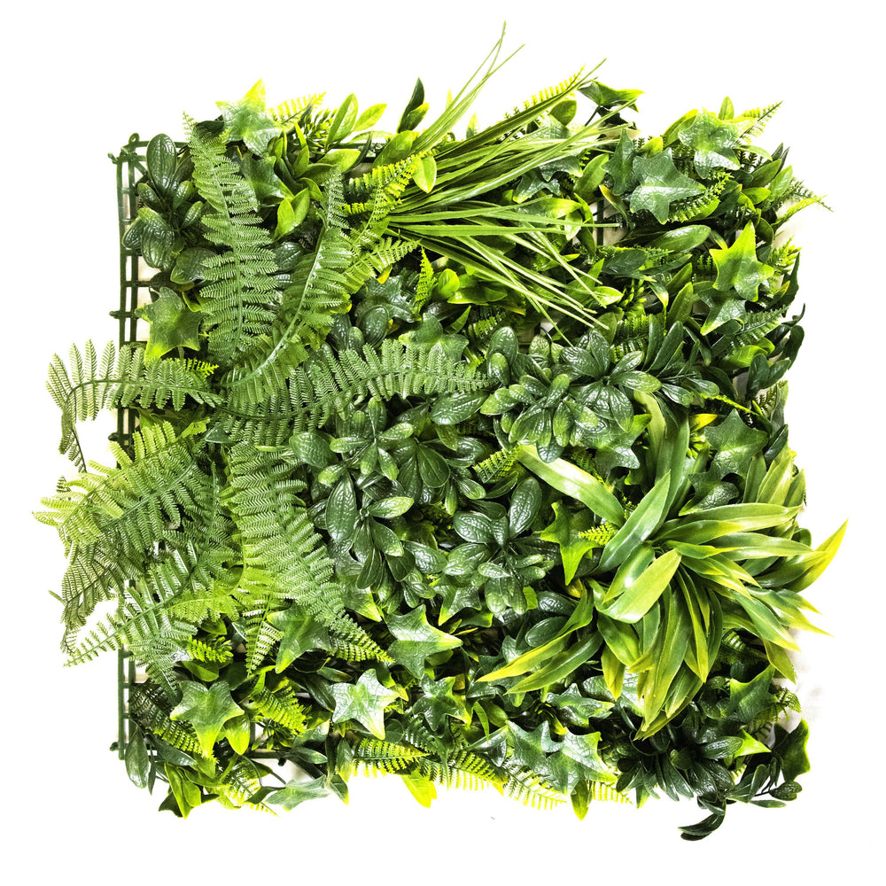 
                  
                    Load image into Gallery viewer, Boston Fern Medley (12-Pack) - ColourTree
                  
                