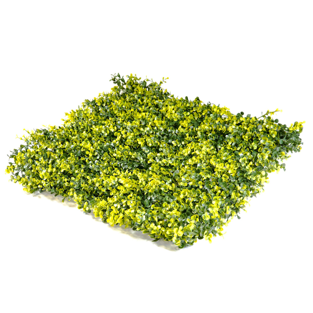Yellow Tip Green Beauty Leaves (12-Pack) - ColourTree